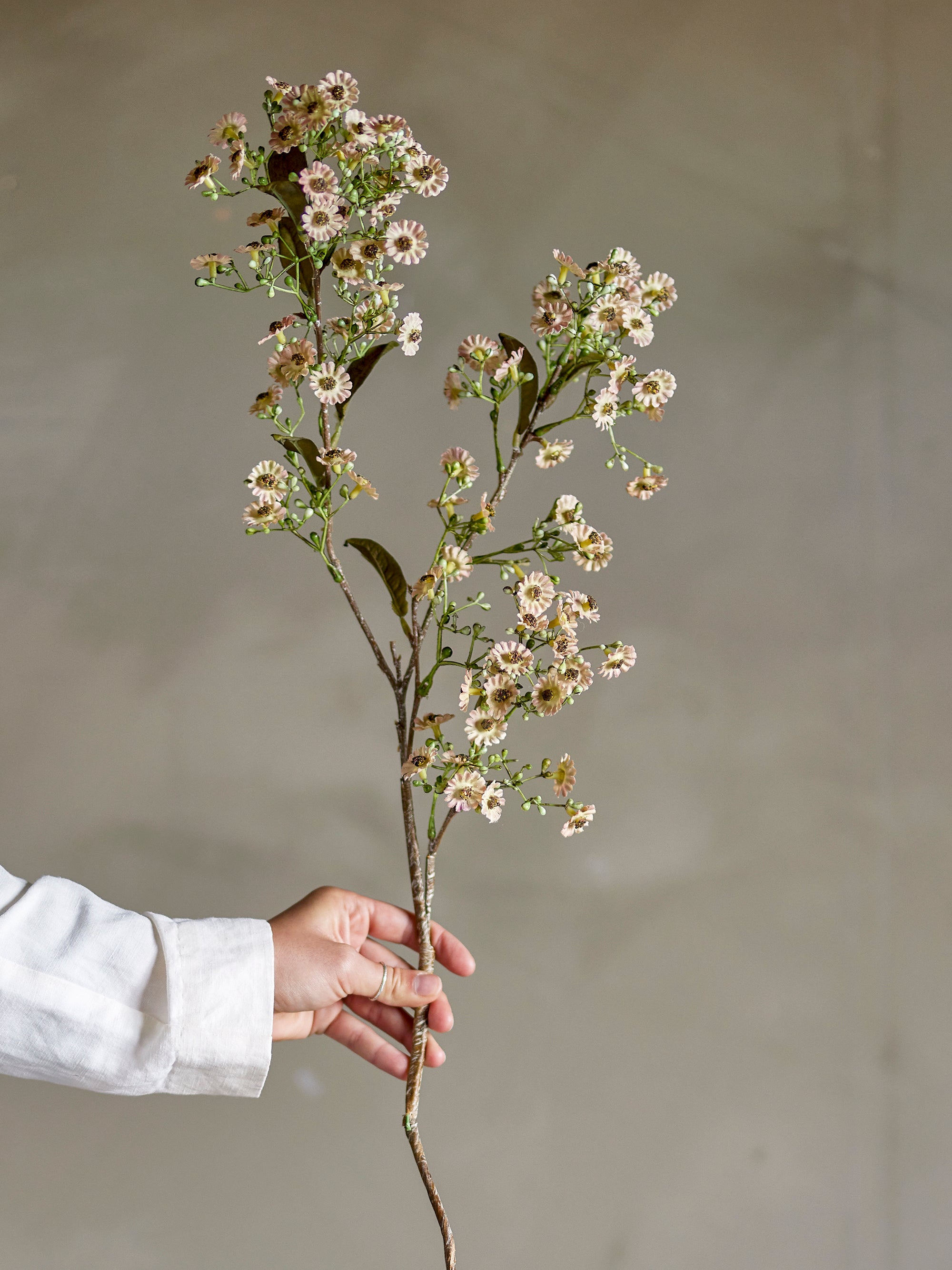 Kunstblumen I Wachsblume - Bloomingville
