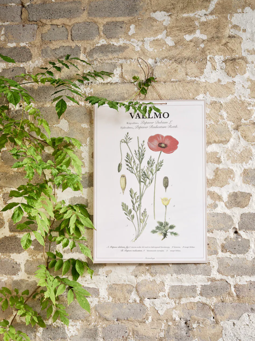 Poster -  Poppy