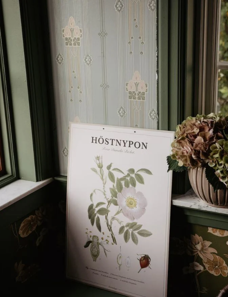 Poster - Rose Hip