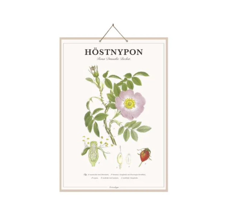 Poster - Rose Hip
