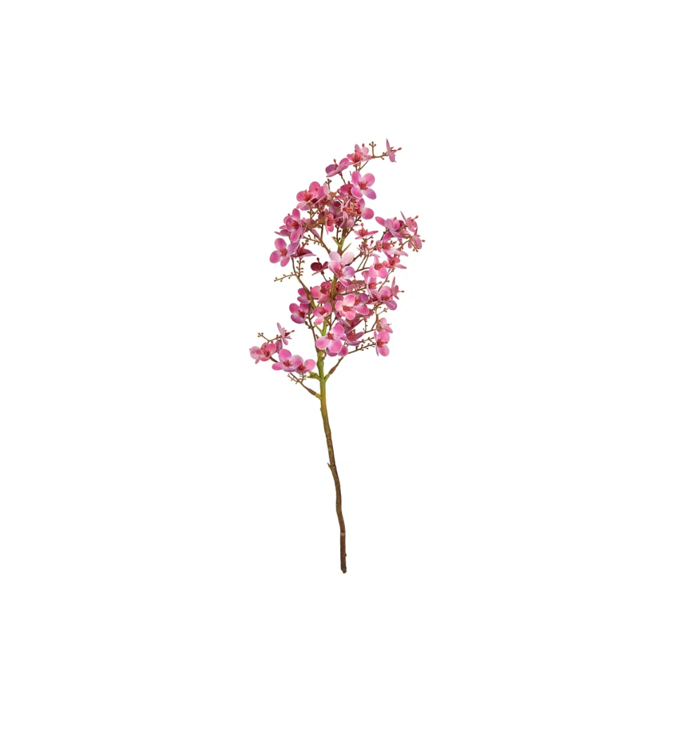 Blumen - Mini Orchidee