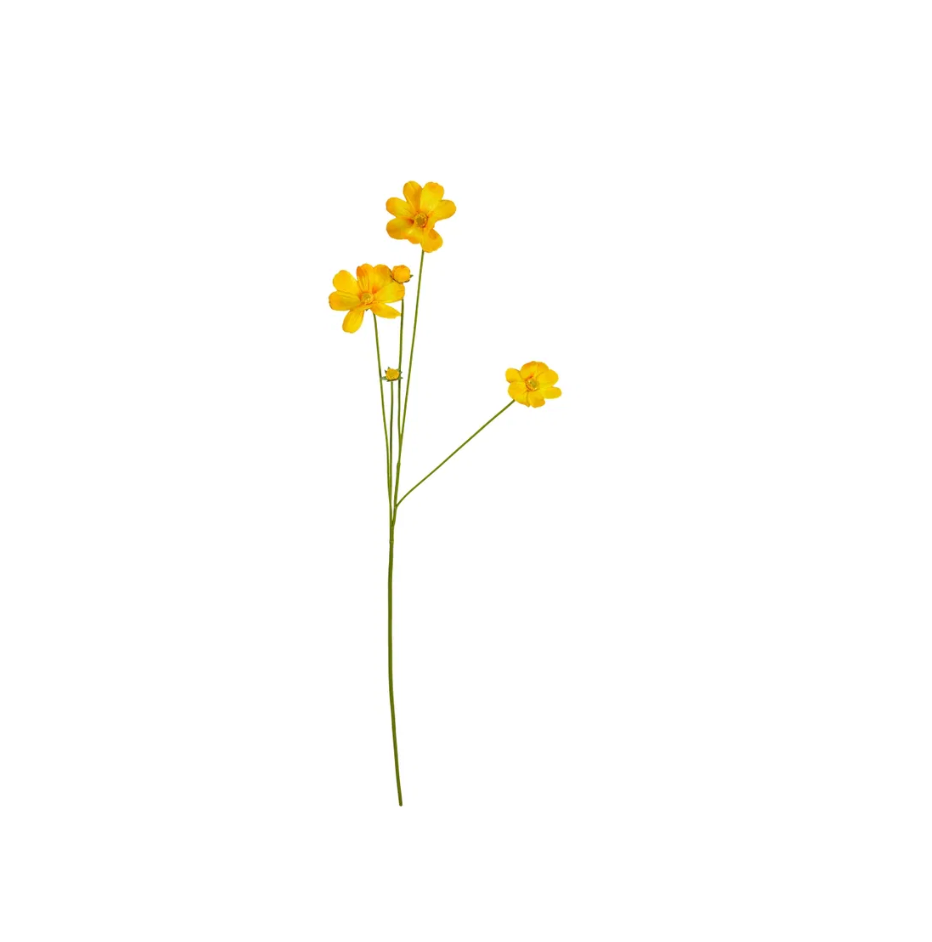 Blumen - Butterblume