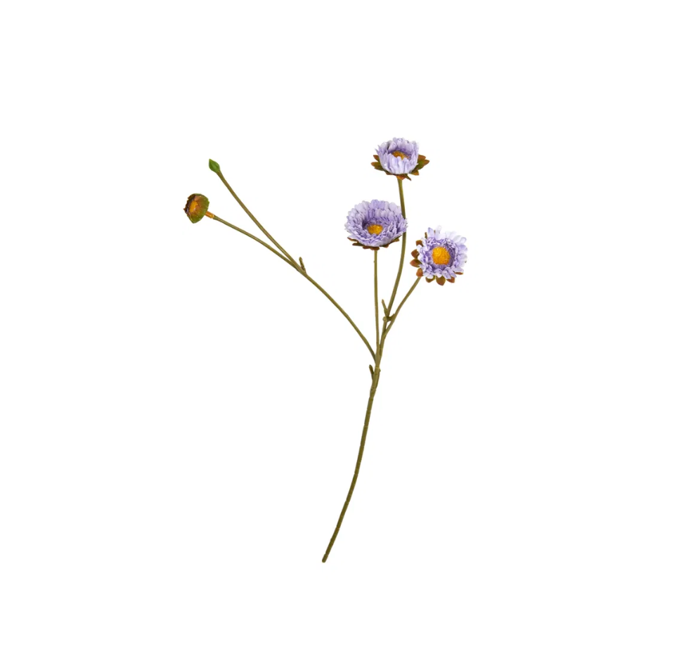 Blumen - Calimeris Asther