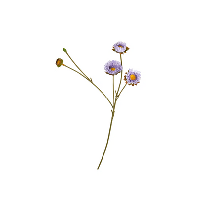 Blumen - Calimeris Asther