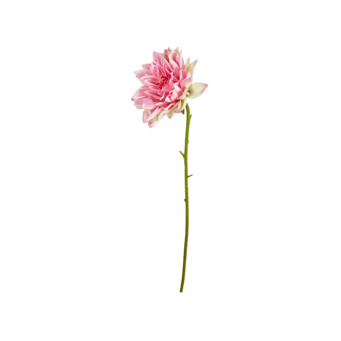 Blumen - Dahlie