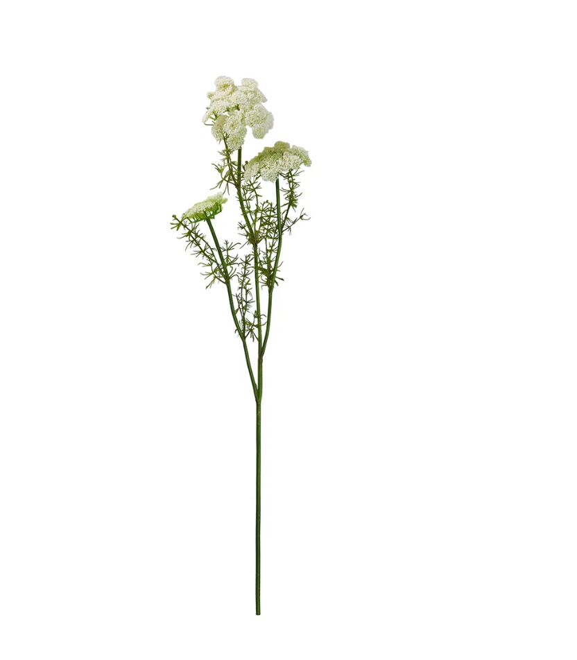 Blumen - wild Möhre