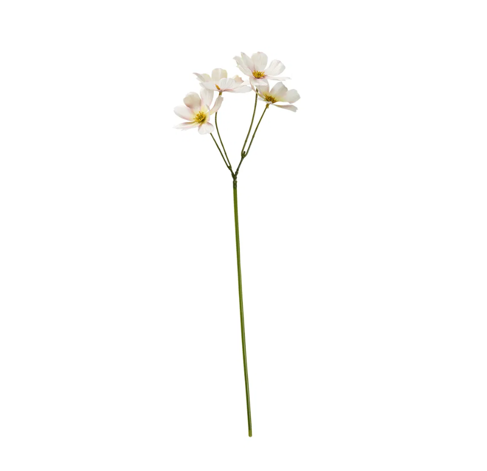 Blumen - Cosmos bipinnatus