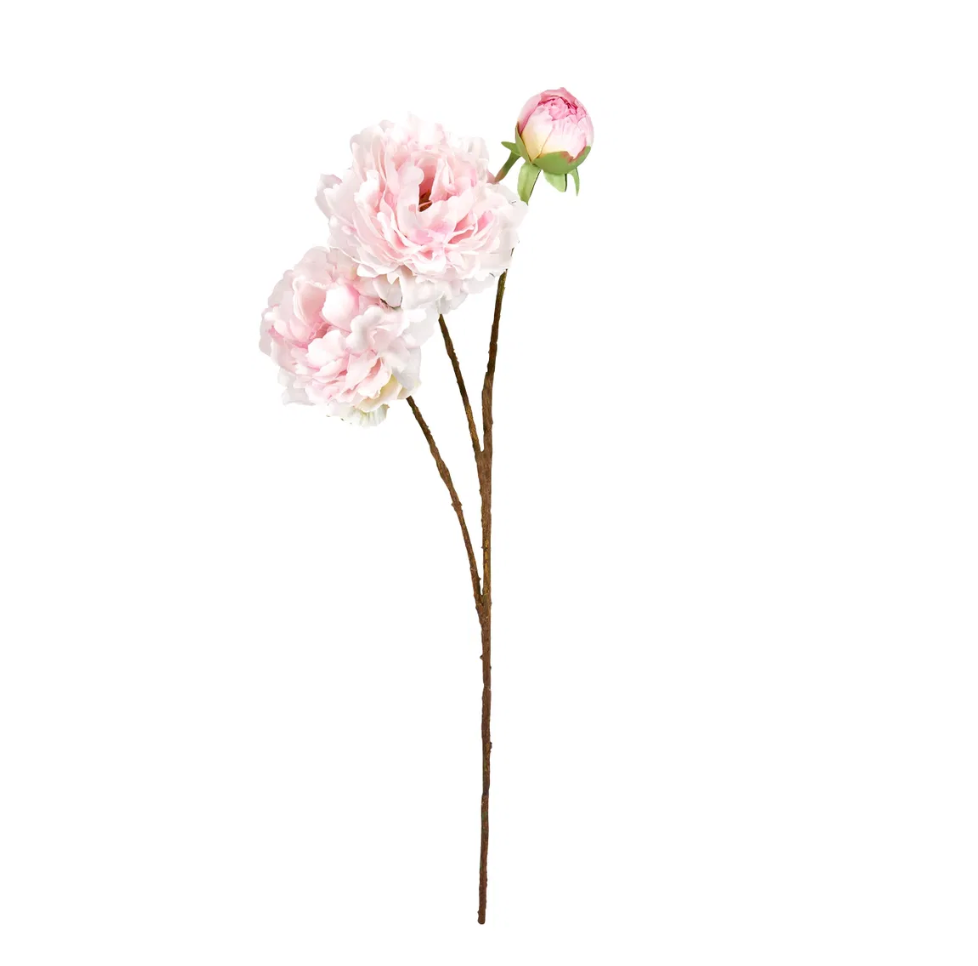 Blumen - Pfingstrose