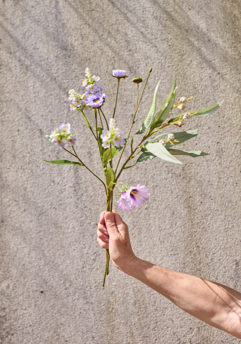 Blumen - Calimeris Asther